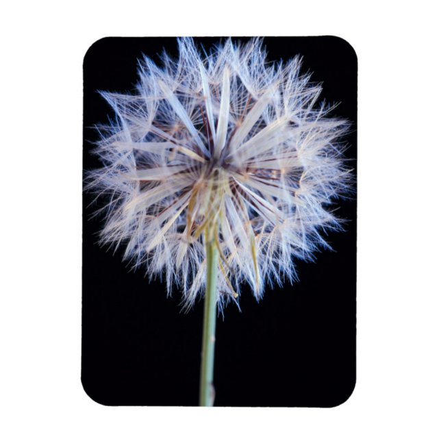 Dandelion (Taraxacum Officinale) Seed Head Magnet (Vertical)