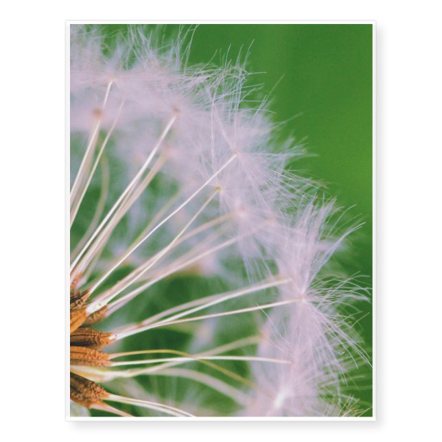 Dandelion Temporary Tattoos (Front)