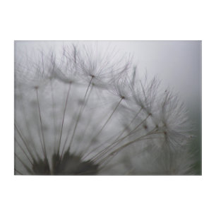 Dandelion Wall Art