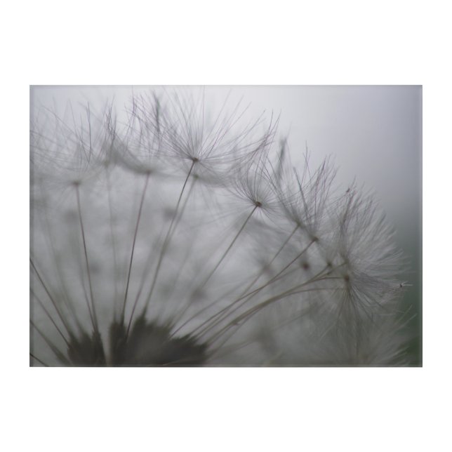 Dandelion Wall Art (Front)