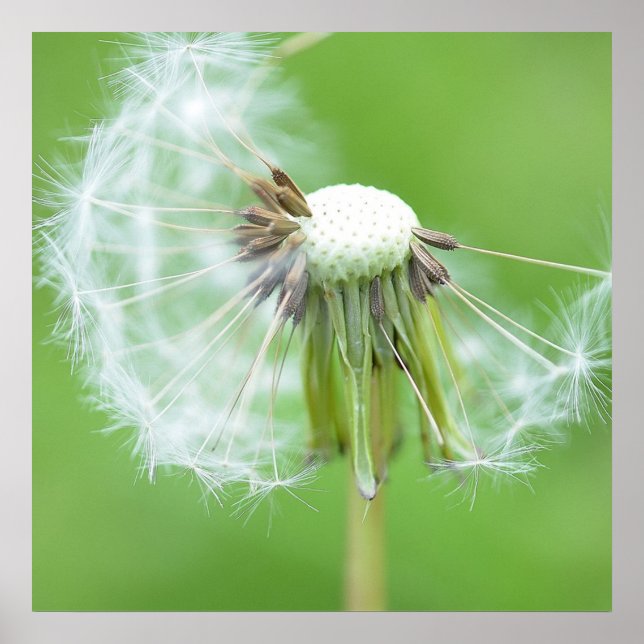 Dandelion Wish Made Poster (Front)