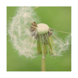Dandelion Wish Made Wood Wall Decor