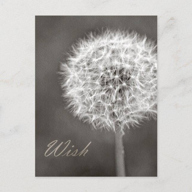 Dandelion Wish Postcard (Front)