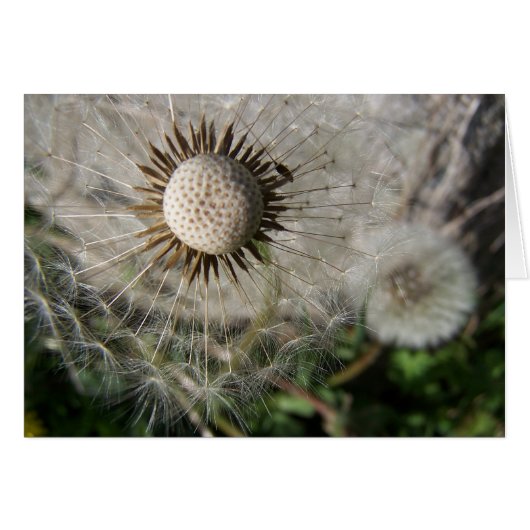 Dandelion Wishes Cards (Front Horizontal)