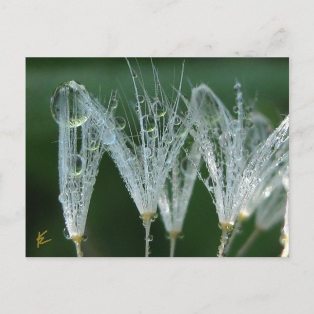 Dandelion With Dew Drops Playful Nature Postcard (Front)
