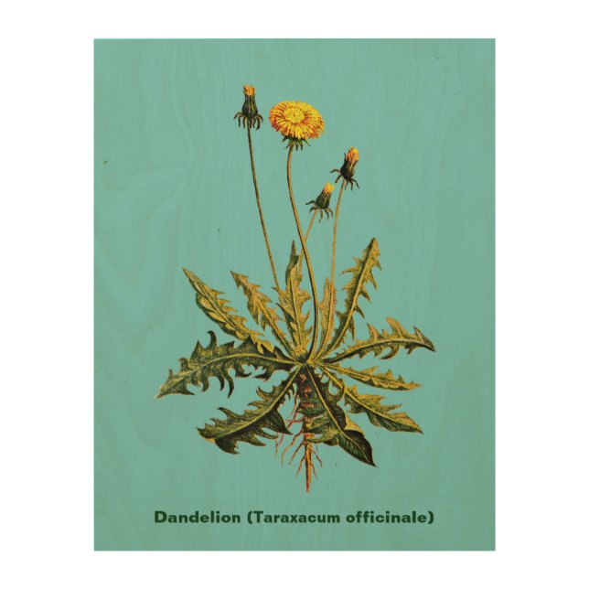 Dandelion Wood Wall Art (Front)