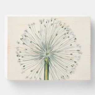 Dandelion Wooden Box Sign