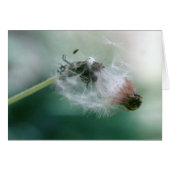 Dandelions (Front Horizontal)