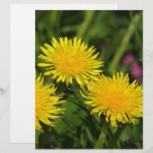 Dandelions (Front/Back)
