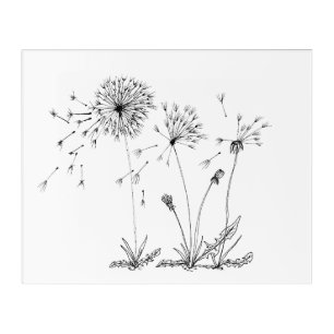 Dandelions Acrylic Print