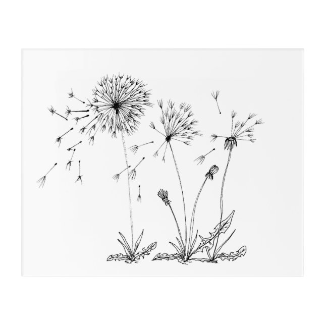 Dandelions Acrylic Print (Front)