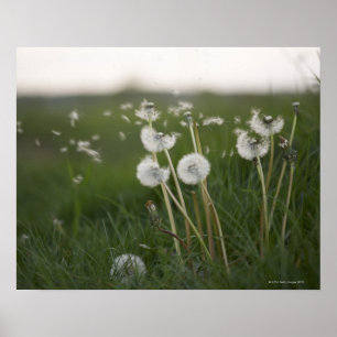 Dandelions blowing in the wind. poster