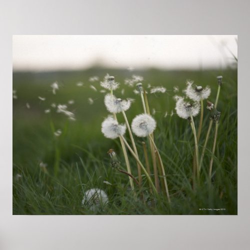 Dandelions blowing in the wind poster