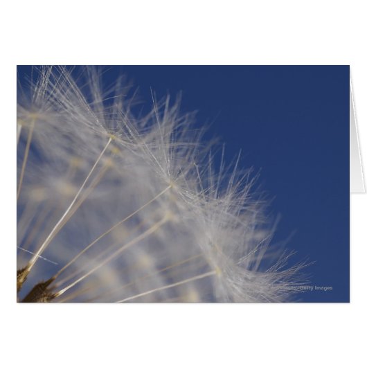 Dandelions Cards (Front Horizontal)