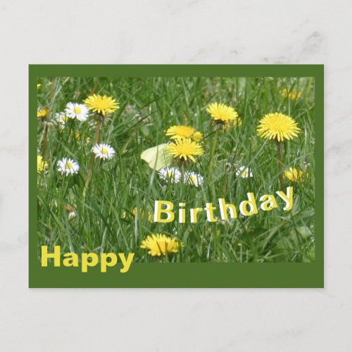 Dandelions  Daisies Grass Field Birthday Postcard
