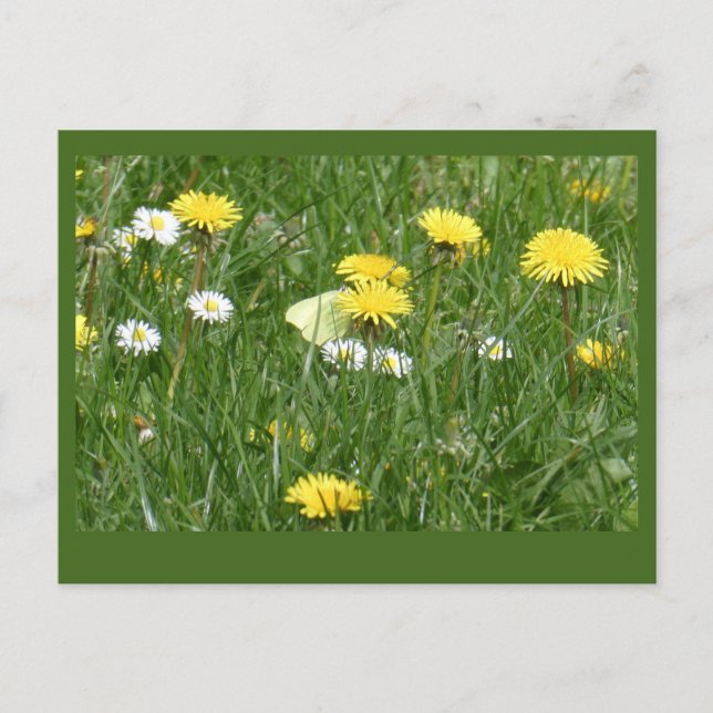 Dandelions & Daisies Grass Field DIY Postcard (Front)