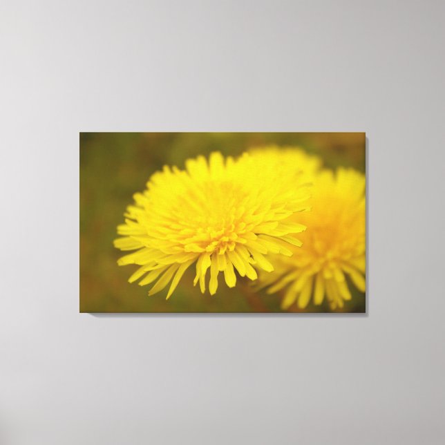 Dandelion's dream. Pretty yellow wild flower Canvas Print (Front)