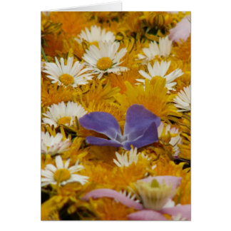 dandelions etc cards