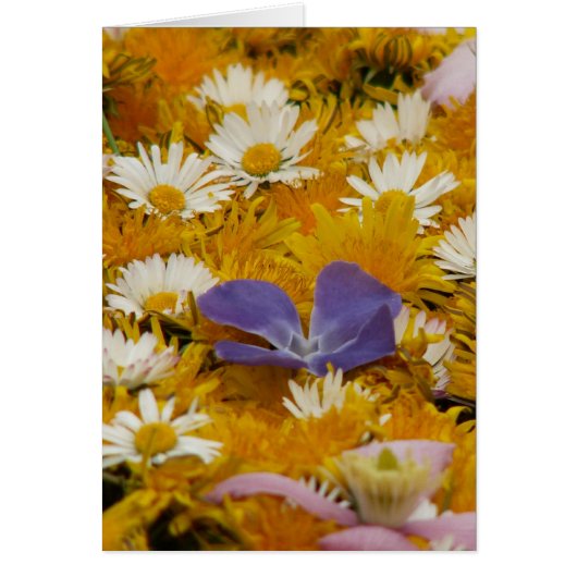dandelions etc cards (Front)