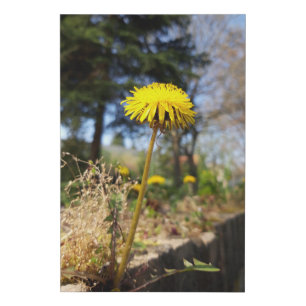Dandelions in the sunshine faux canvas print
