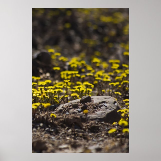 Dandelions In The Woods fine art print (Front)