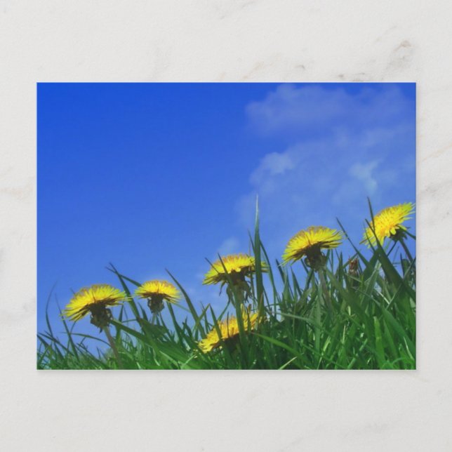 Dandelions Postcard (Front)
