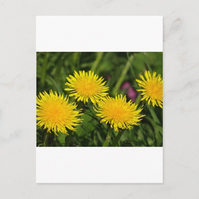 Dandelions Postcard (Front)