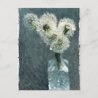 Dandelions Postcard
