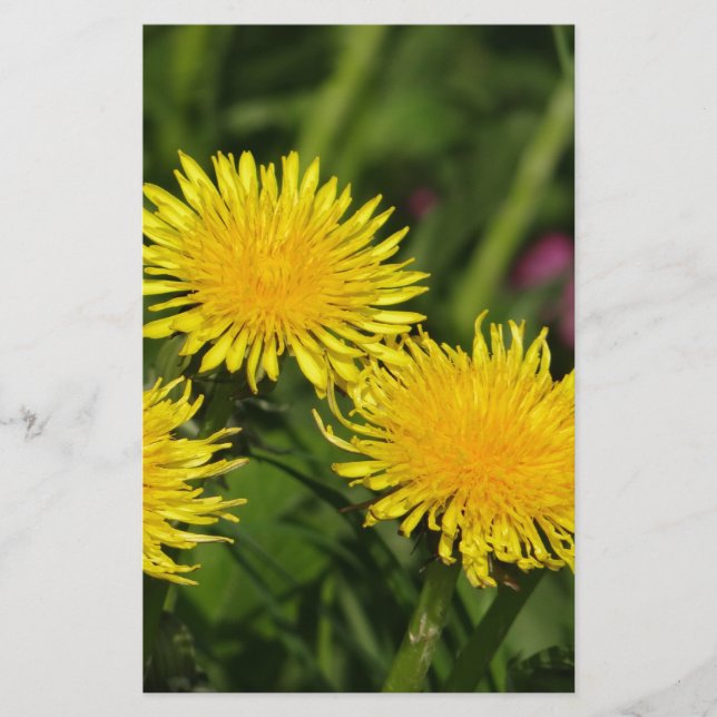 Dandelions Stationery (Front)