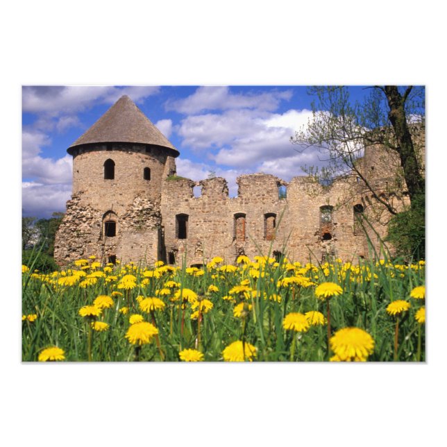 Dandelions surround Cesis Castle in central Photo Print (Front)