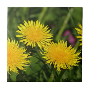 Dandelions Tile