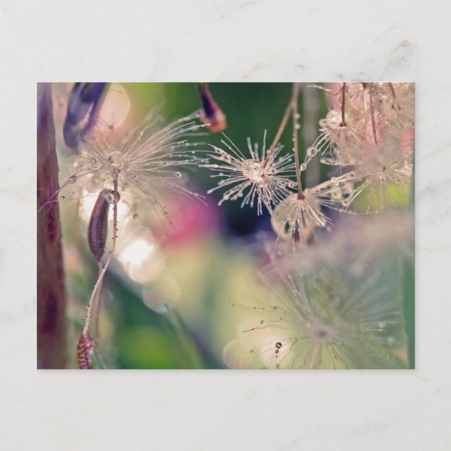 Dandellion sanctury postcard (Front)