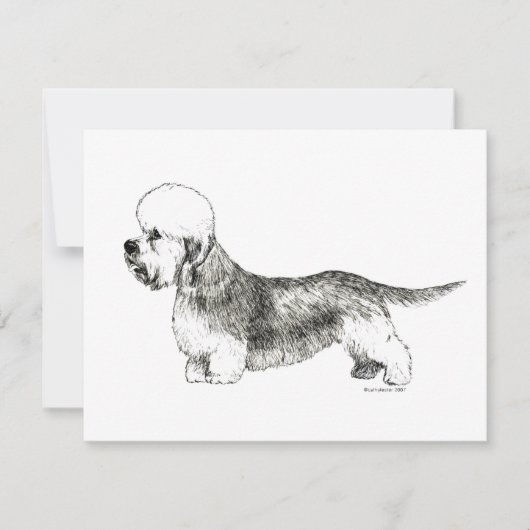 Dandie Dinmont Terrier (Front)