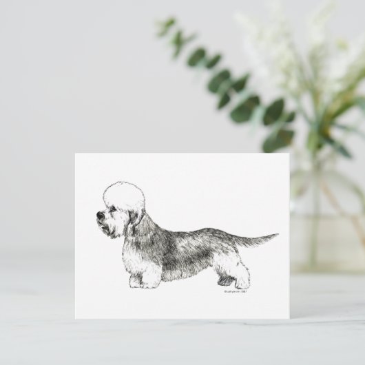 Dandie Dinmont Terrier (Standing Front)