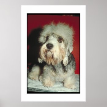 Dandie Dinmont Terrier Poster by walkandbark at Zazzle