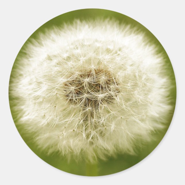 Dandy Lion Classic Round Sticker (Front)