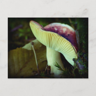Danger in darkness - red mushroom postcard