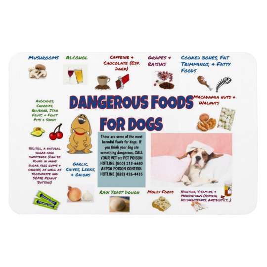 Dangerous Foods for Dogs Refrigerator Magnet | Zazzle.com