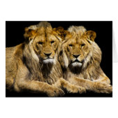 Dangerous Predator Lions (Front Horizontal)