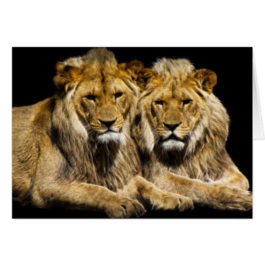 Dangerous Predator Lions Cards (Front Horizontal)