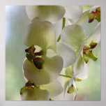 Dangling Orchid  Poster