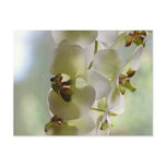 Dangling Orchids Postcard