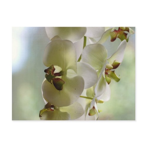 Dangling Orchids Postcard