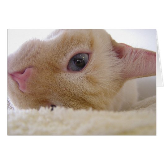 Daniel (Front Horizontal)