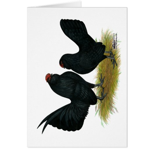 D'Anvers Black Bantams Cards (Front)