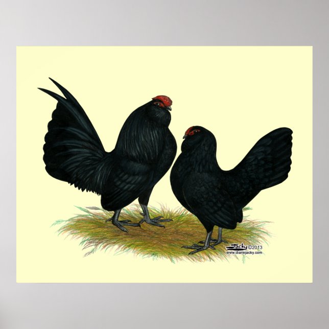D'Anvers Black Bantams Poster (Front)