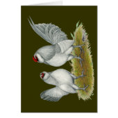 D'Anvers Self Blue Bantams (Front)