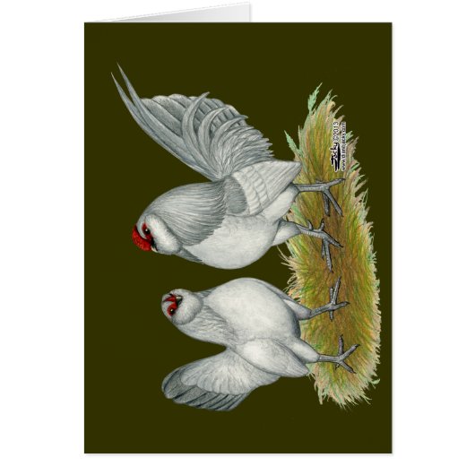 D'Anvers Self Blue Bantams Cards (Front)