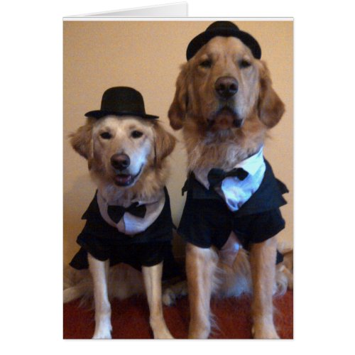 Dapper Dogs