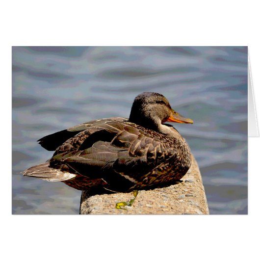 Dapper Duck Cards (Front Horizontal)